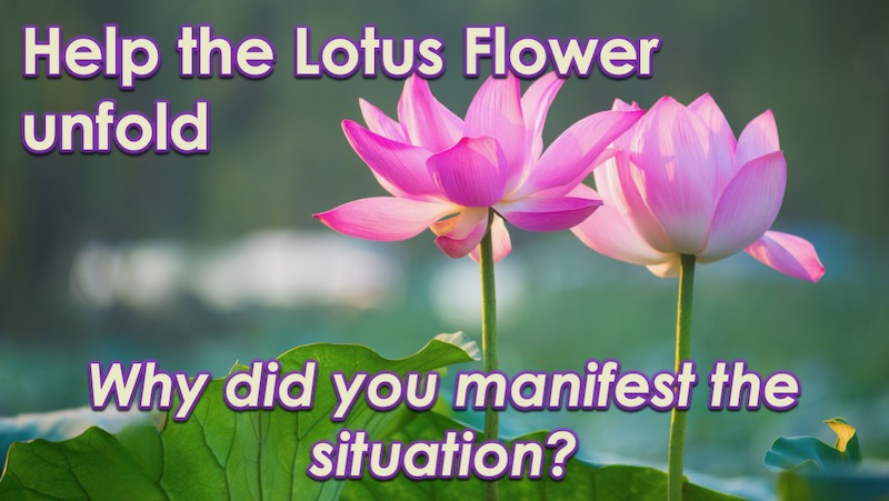 The Lotus Grows From Mud by Openhand