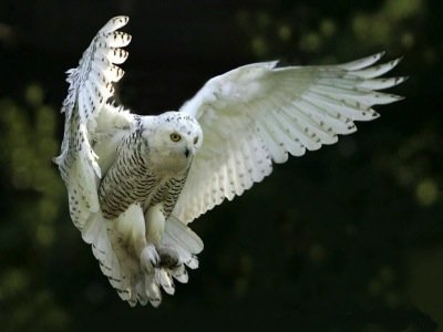 The White Owl with Openhand