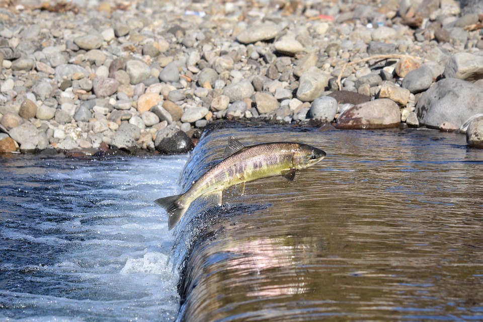 Salmon Swimming Up Stream