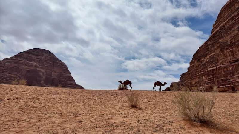 Arabia 26: Camels with us by Openhand