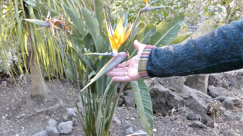 Mexico 26: Dragon Plant