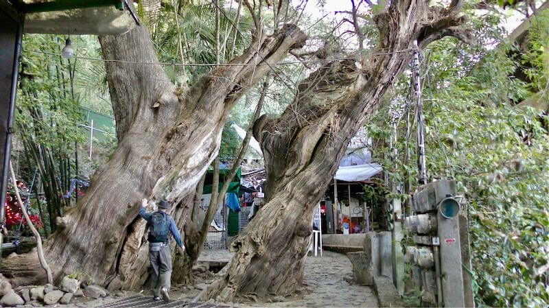 Mexico 26: Dragon Trees by Openhand