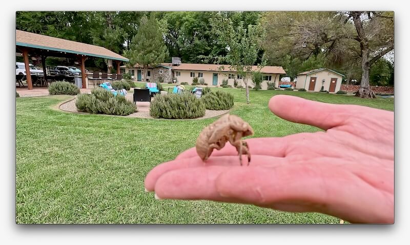 Sedona 25 - Old Shell