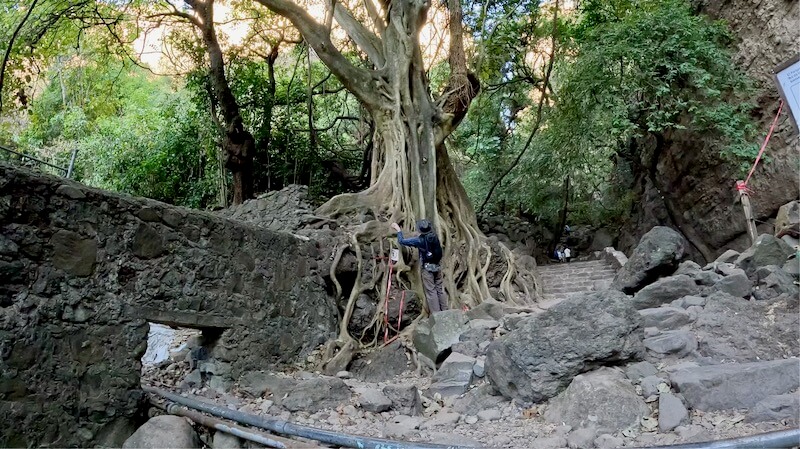 Mexico 26: Tremendous Trees