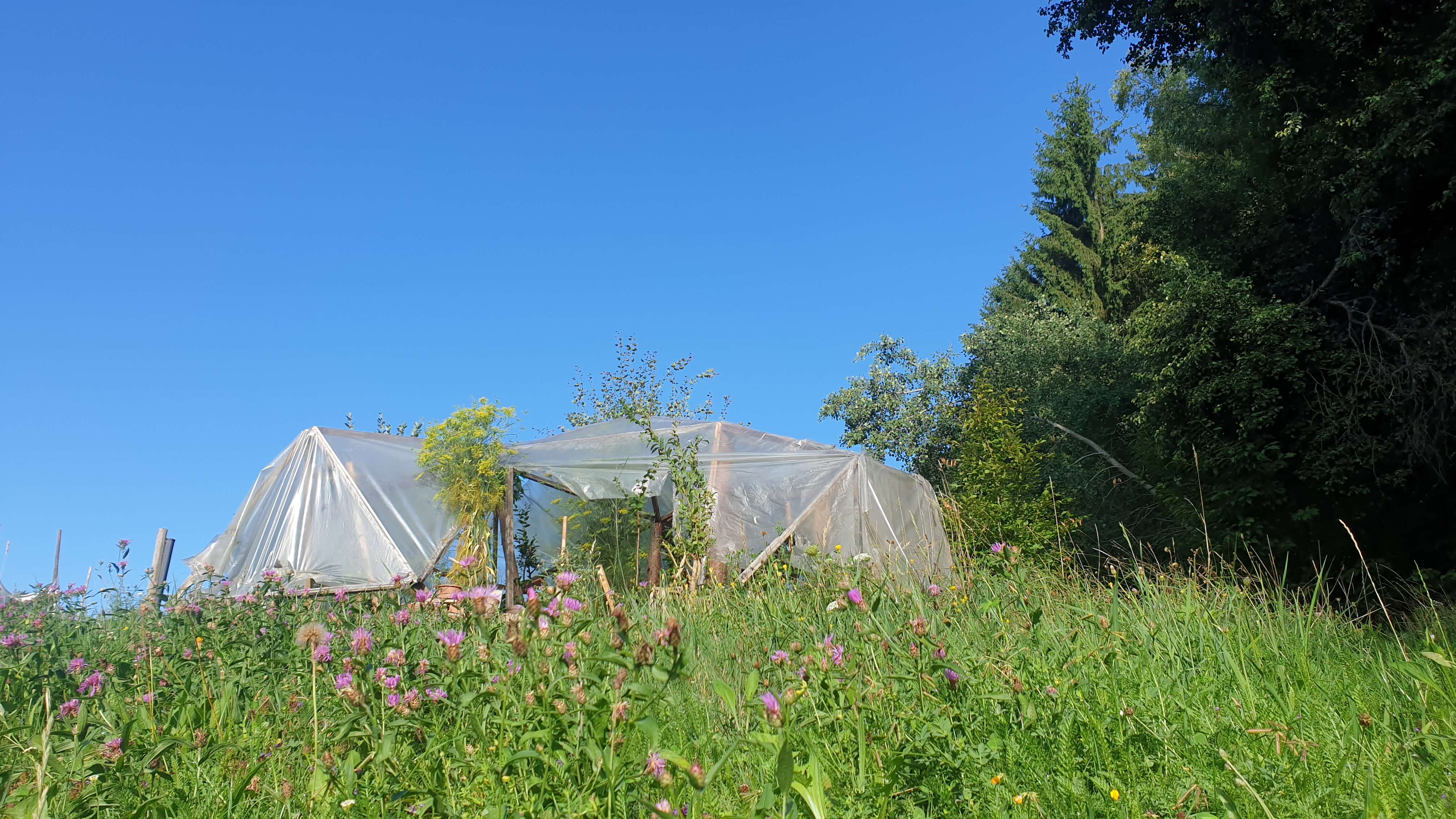 greenhouse