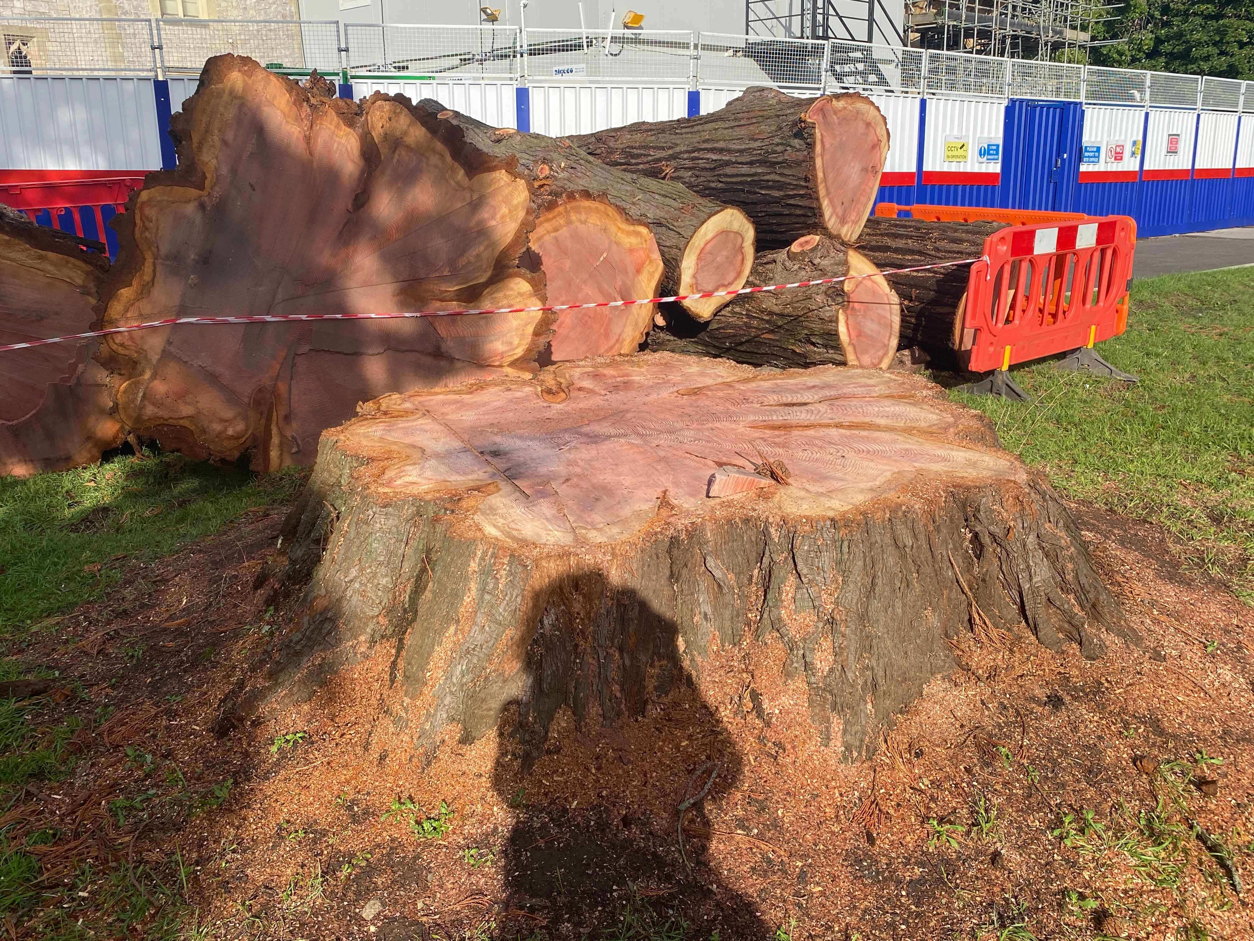 Felled Redwood