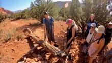 Sedona 24: Dragon Tree