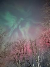 Sydney 2025: Phoenix