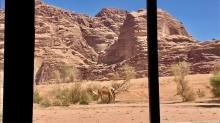 Arabia 26: Camels Journeying by Openhand