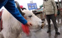 Tibet Pilgrimage - Friendly Yak